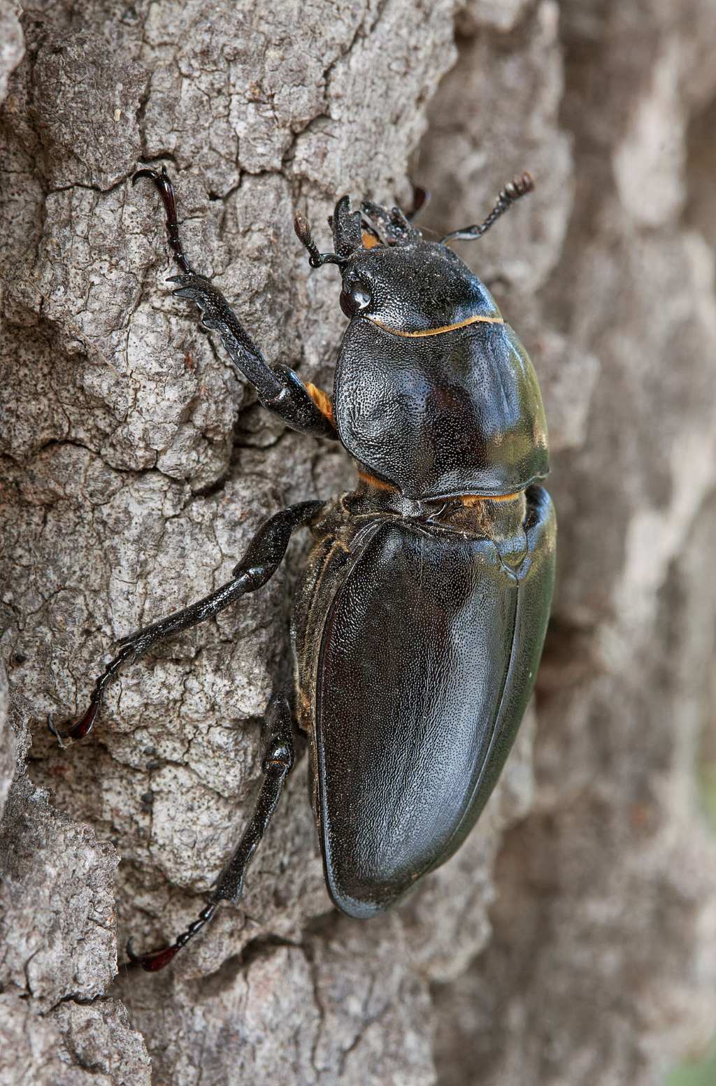 Lucanus tetraodon?
